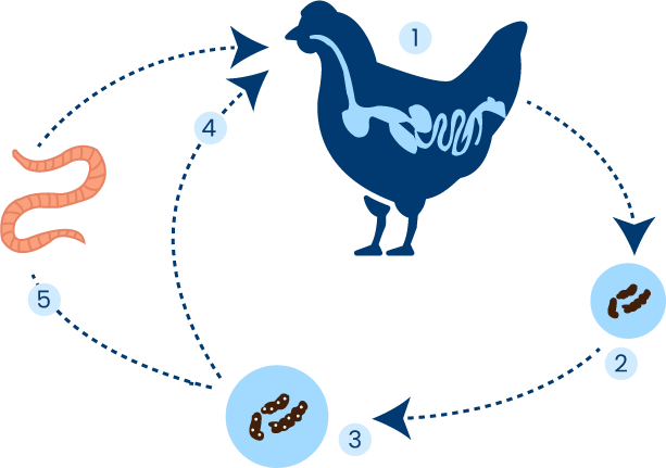 Worm infestation in chickens Deworming chickens - worm infestation diagram