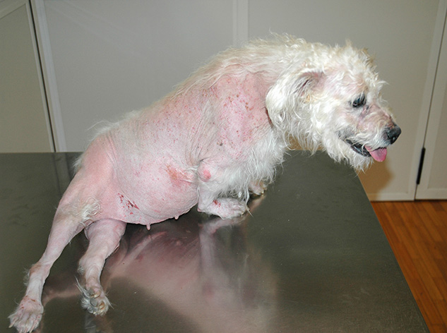 Symptoms seen uncommonly: - The image above (© Carlos Melina) shows a dog with pseudomyotonia.