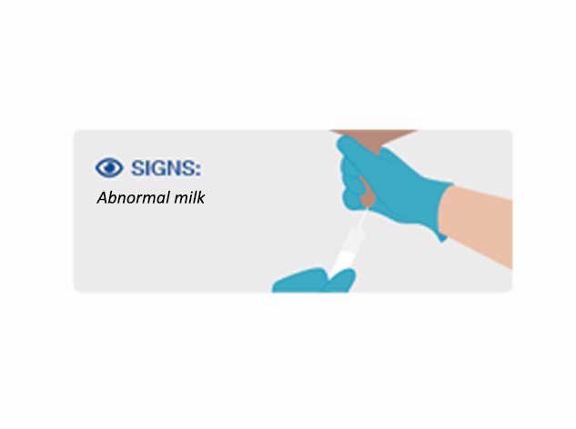 Stage 1 Mastitis in cows first signs of mastitis in cows
