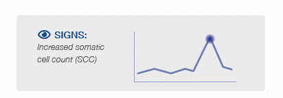 Signs of increased somatic cell count (SCC)