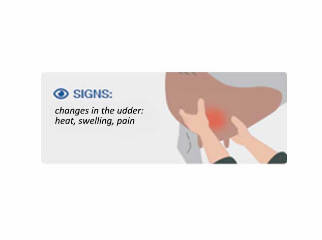Stage 2 Mastitis in cows Clinical signs of mastitis involving cows in pain