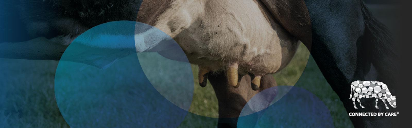 Mastitis in dairy production Describing dairy inflammation symptoms