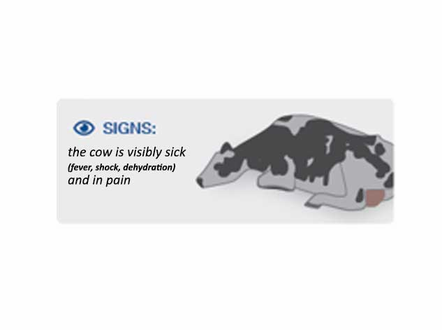 Stage 3 Mastitis in cows Visibly sick cow suffering from mastitis fever, dehydration and pain